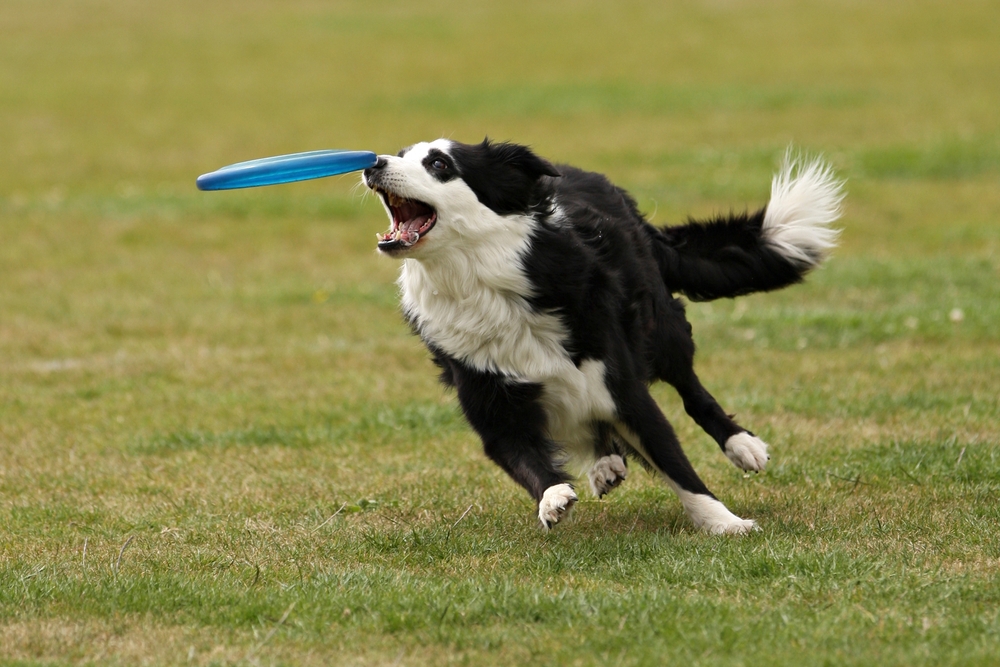 Cão brincando de frisbee