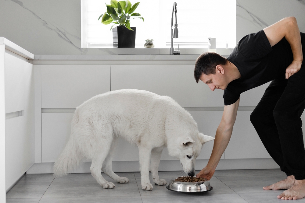 Tutor alimentando seu cão