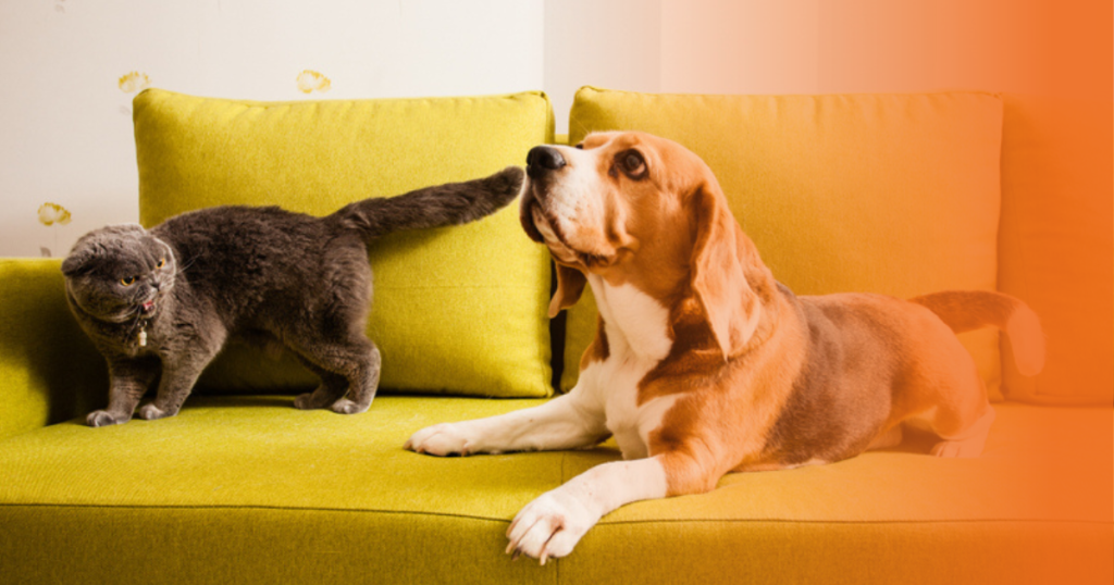 Cão e gato no sofá verde