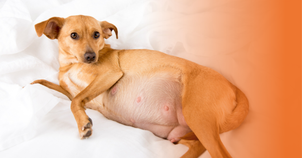 Cachorra gestante deitada na cama