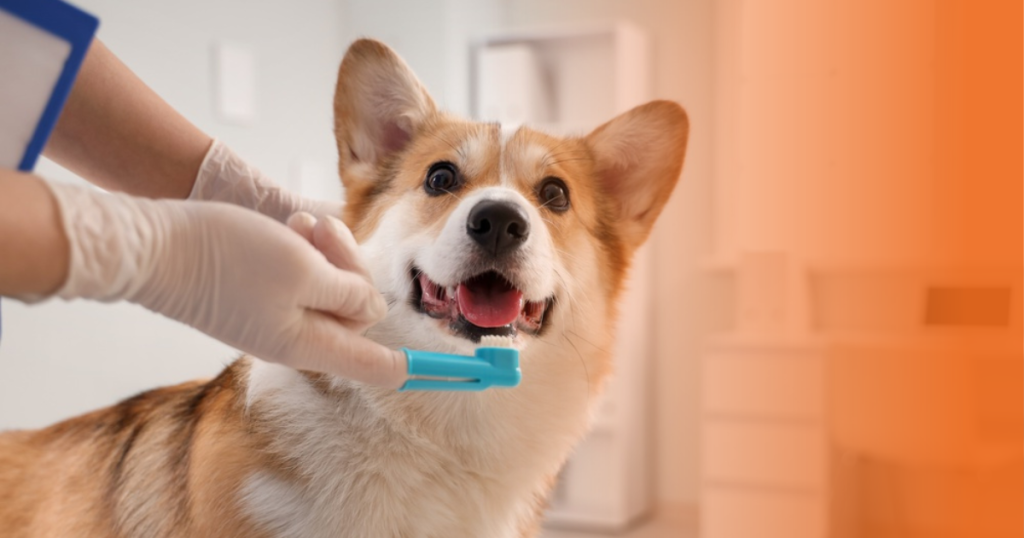 Corgi tendo dente escovado por veterinário