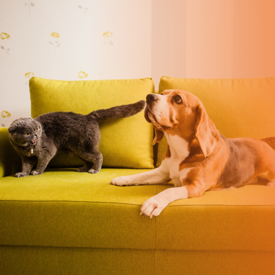 Cão e gato no sofá verde