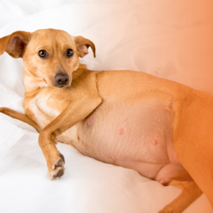 Cachorra gestante deitada na cama