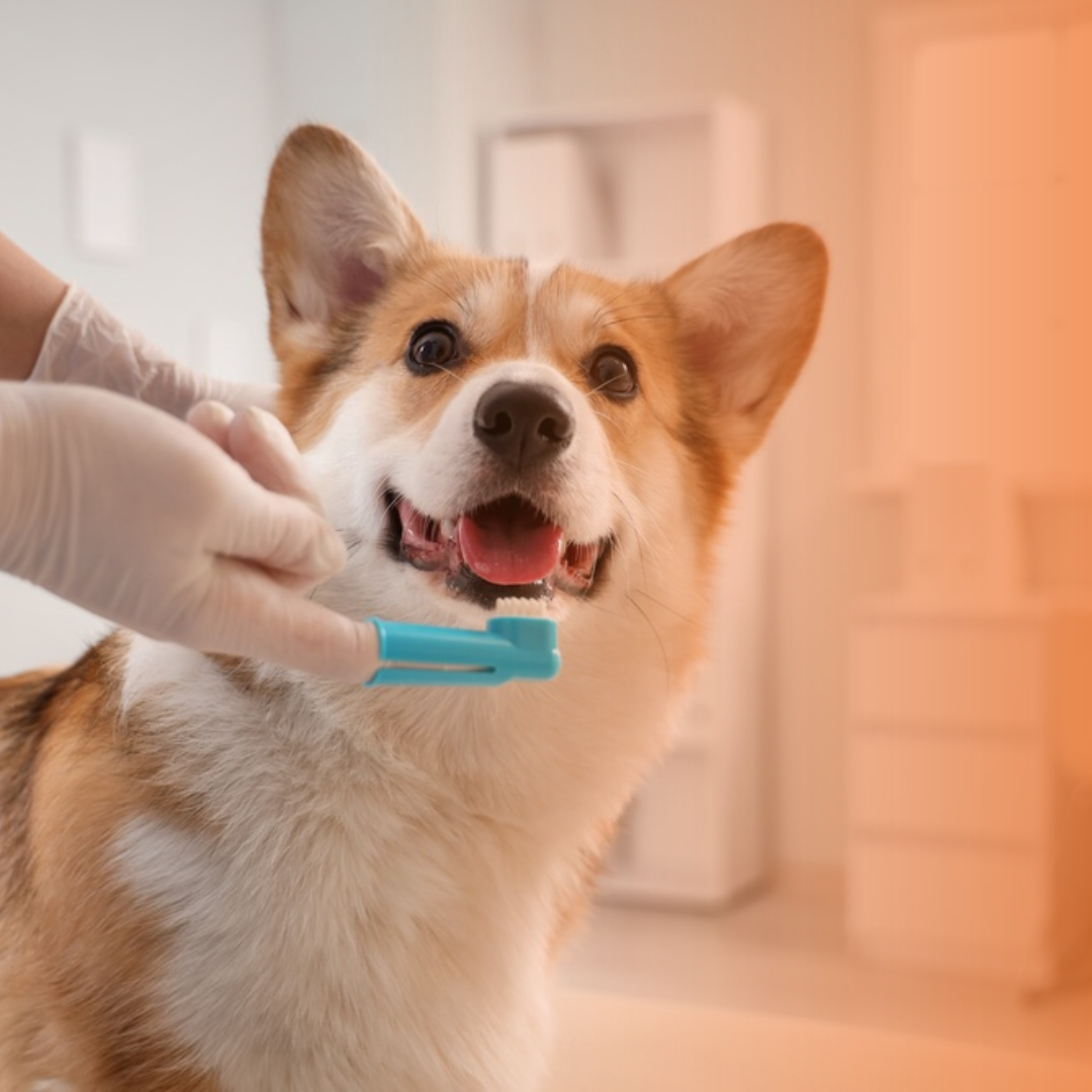 Corgi tendo dente escovado por veterinário