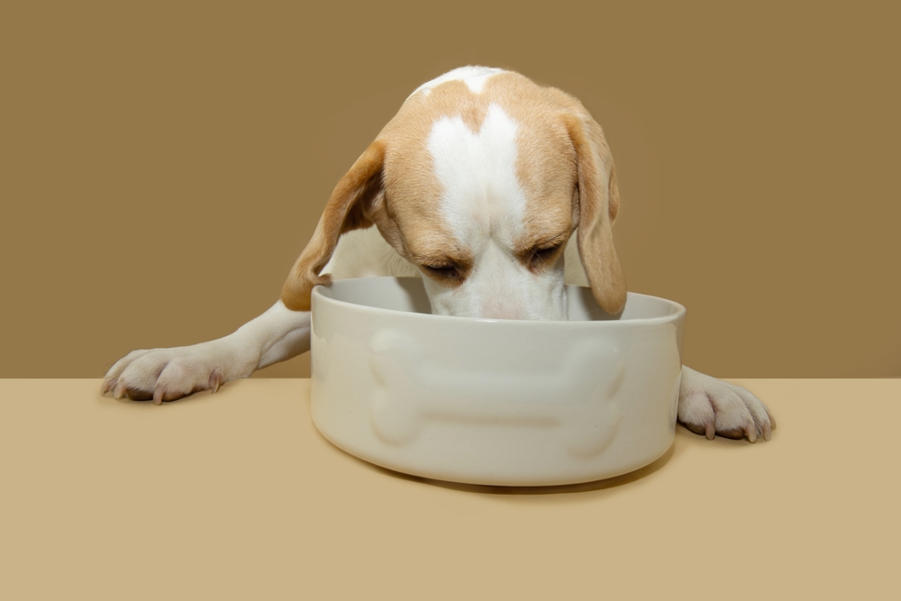 Beagle filhote se alimentando