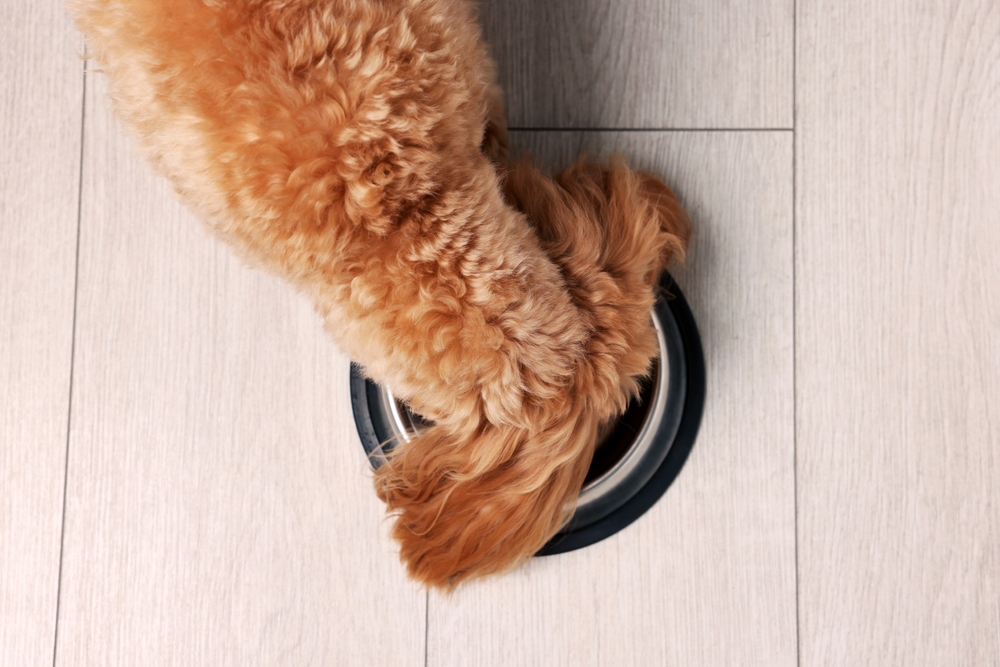 Poodle se alimentando