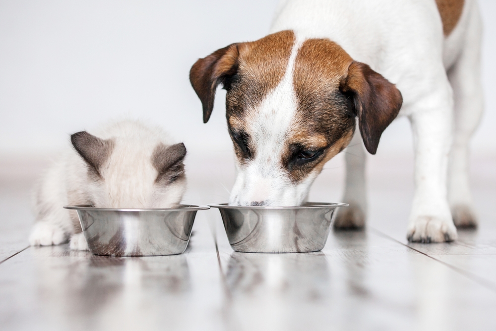 Cão e gato se alimentando