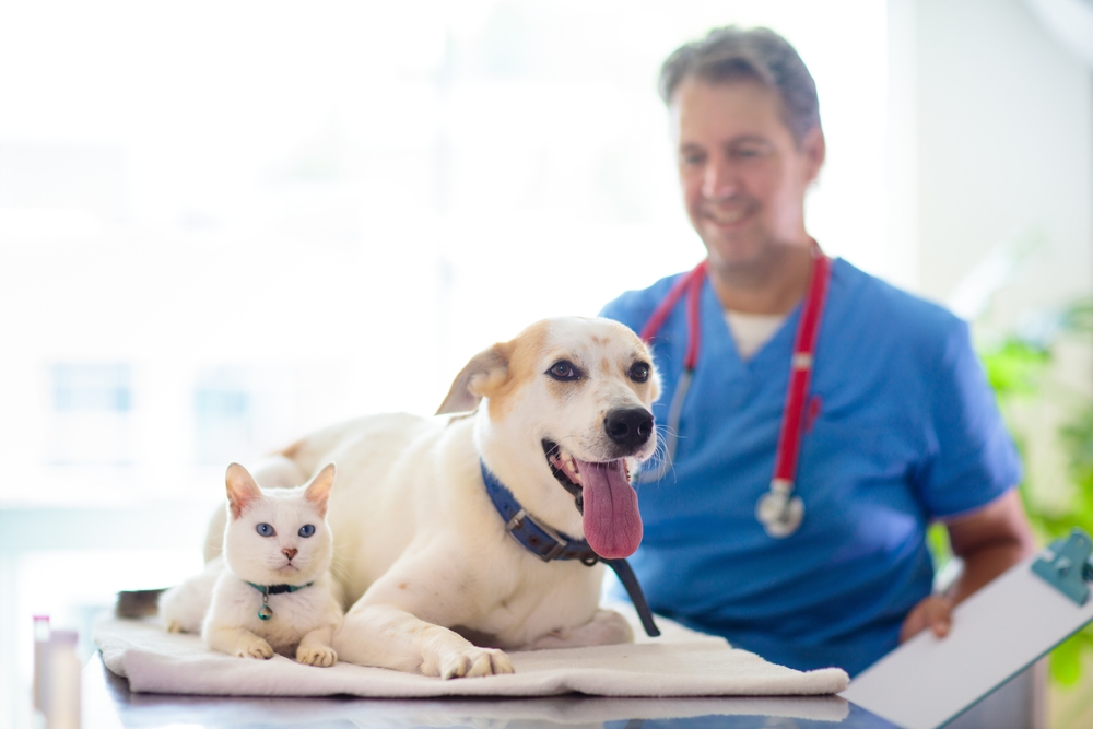 Cão e gato no veterinário