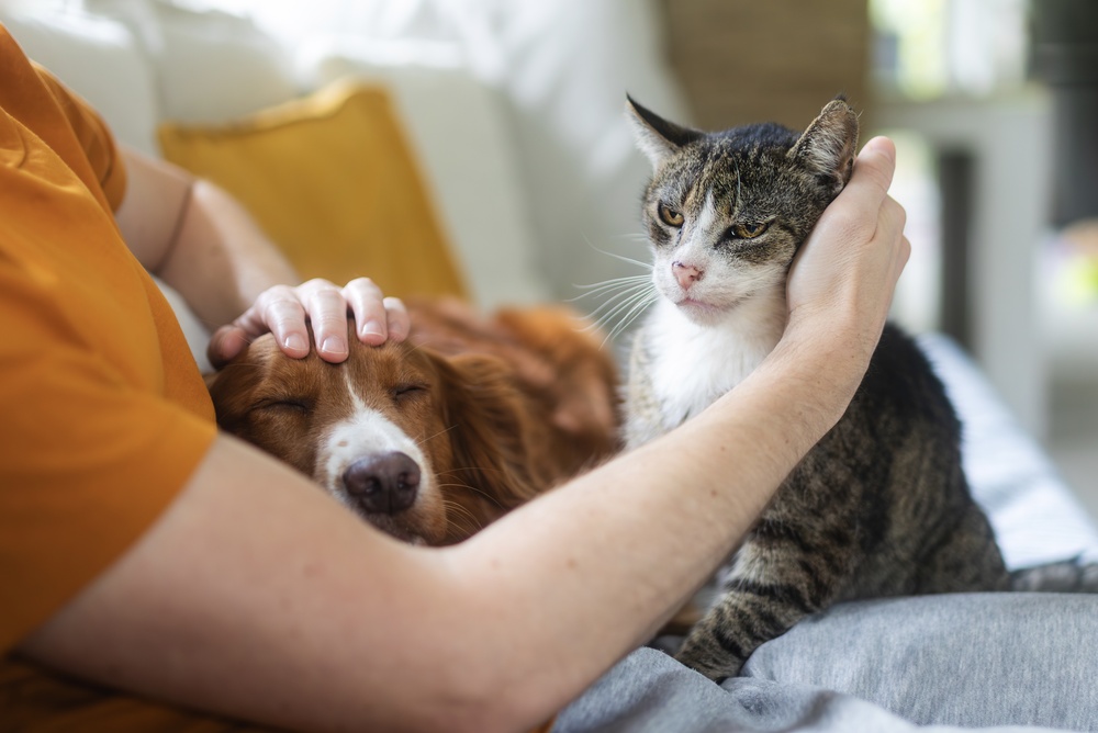 Tutor fazendo carinho em cão e gato