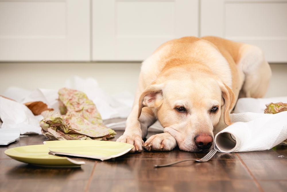 Cão triste na cozinha com coisas destruídas ao redor