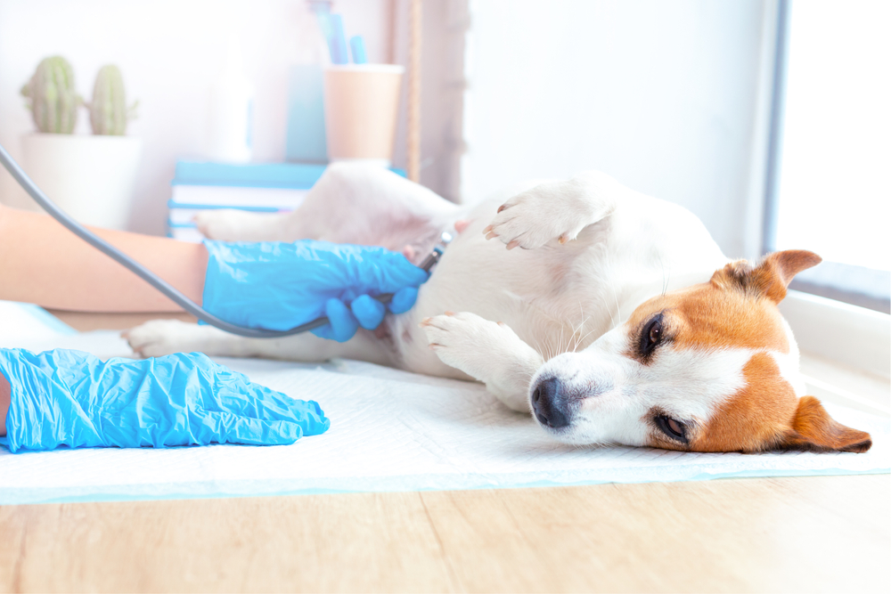 Médico-veterinário analisando filhote de cão