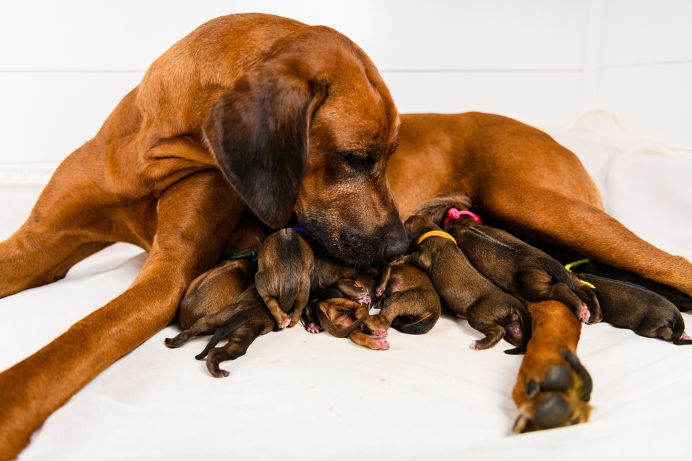 Rhodesian Ridgeback mãe alimentando seus filhotes