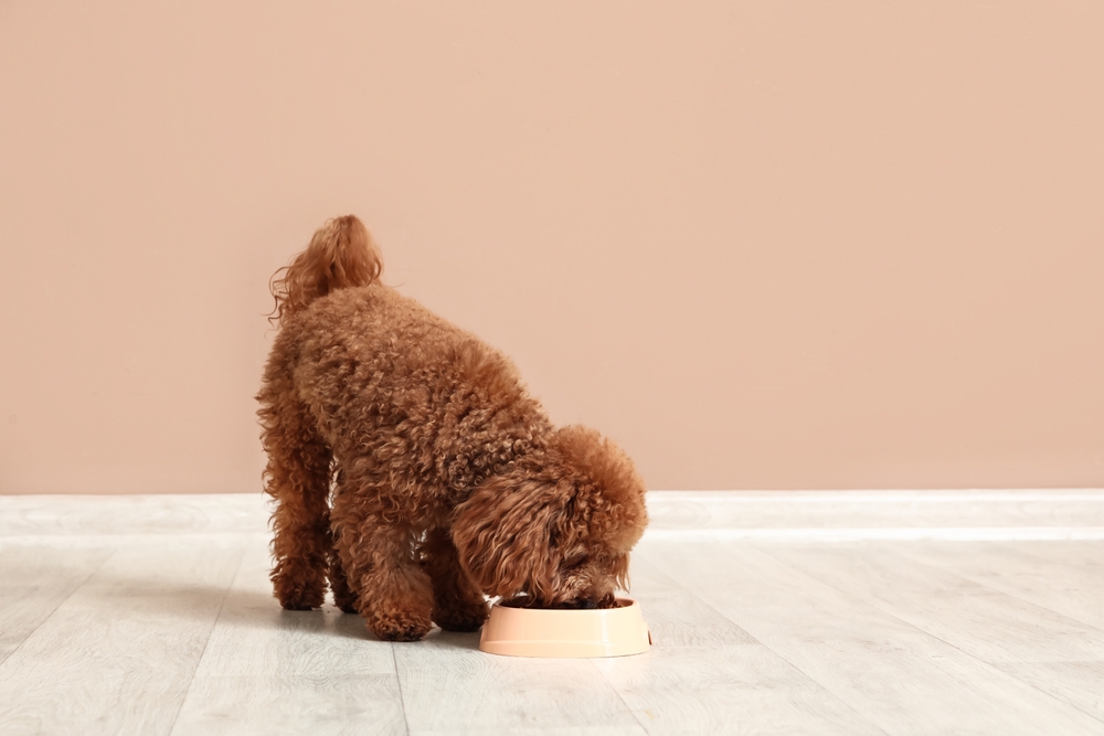 Poodle se alimentando