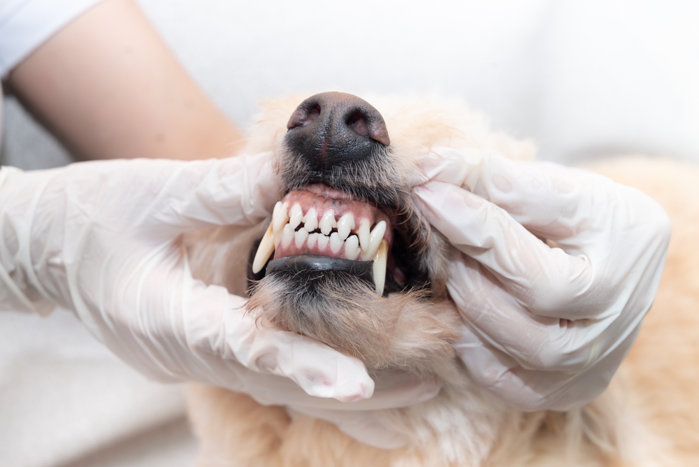 Mãos de veterináio mostrando os dentes de cão