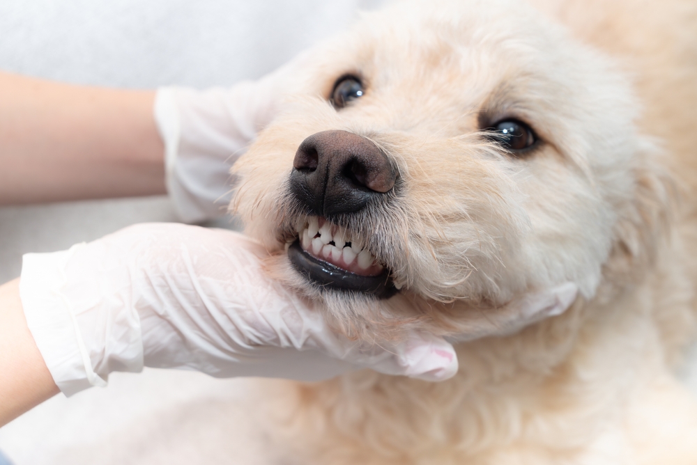 Veterinário examinando dentes de cão
