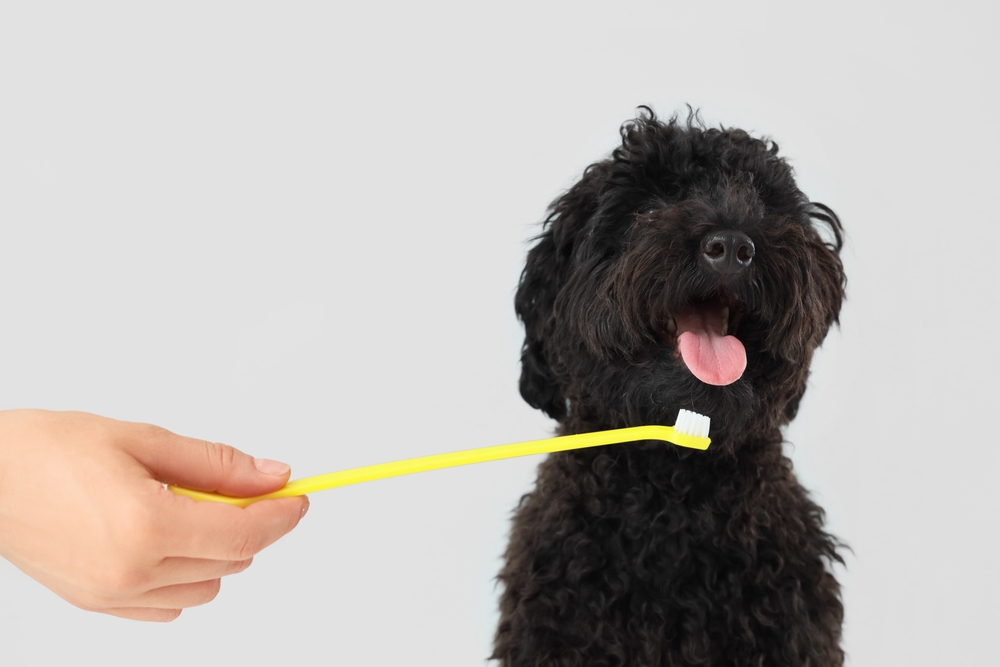 Mão feminina com escova de dentes e Poodle preto
