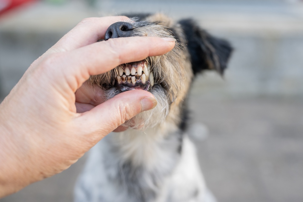 Mão abrindo a boca de cão para mostrar os dentes dele